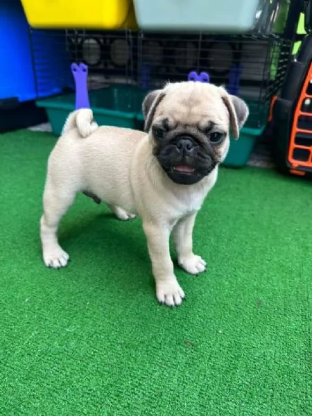 Regalo cuccioli di carlino whAtsapp ( 0039 353 317 4023 ) | Foto 0
