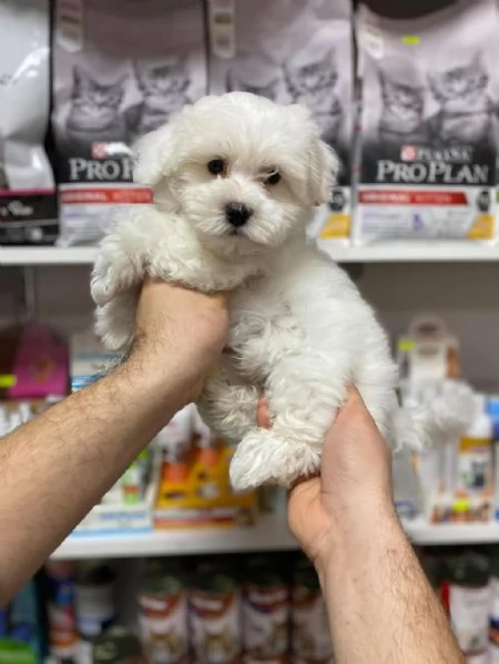 Regalo cuccioli maltesi whAtsapp (0039 353 317 4023) | Foto 2