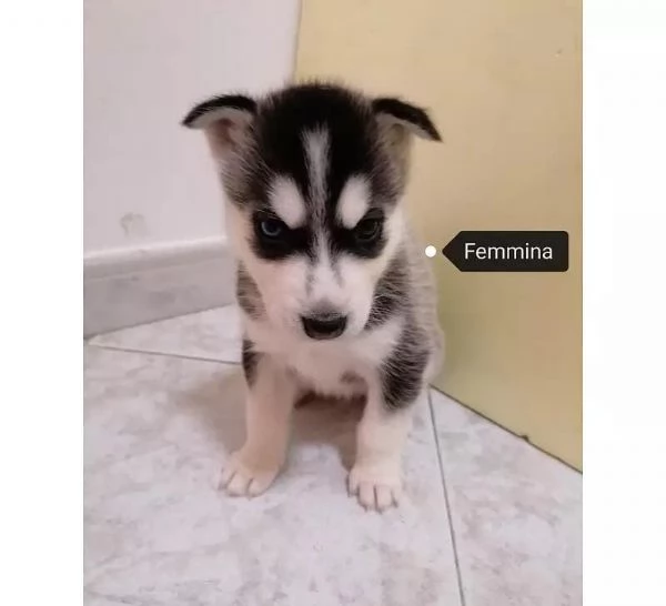 Regalo Cuccioli Husky whAtsapp (0039 353 317 4023 ) | Foto 2