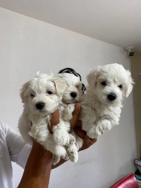 Regalo cuccioli maltesi whAtsapp (0039 353 317 4023) | Foto 0