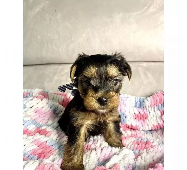 Regalo cuccioli di yorkie whAtsapp ( 0039 353 317 4023 ) | Foto 1
