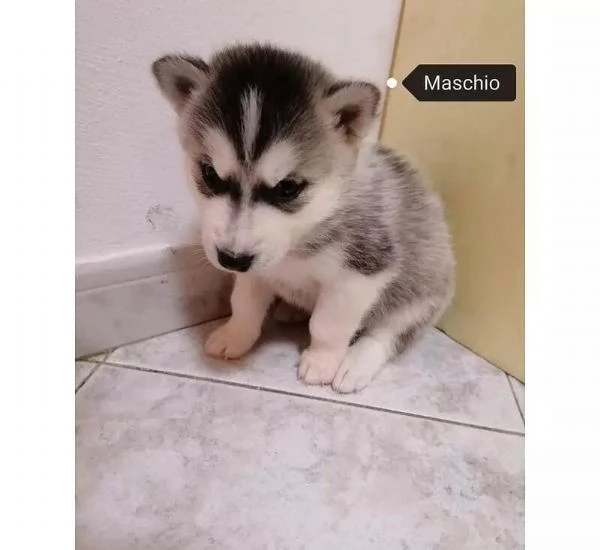 Regalo Cuccioli Husky whAtsapp (0039 353 317 4023 ) | Foto 1