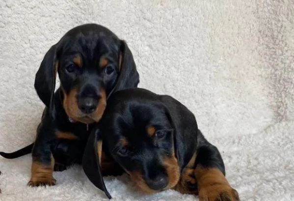 Adotta un Bassotto whAtsapp ( 0039 353 317 4023 )