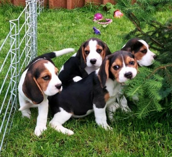 Adotta un cucciolo di beagle whAtsapp (0039 353 317 4023 ) | Foto 2