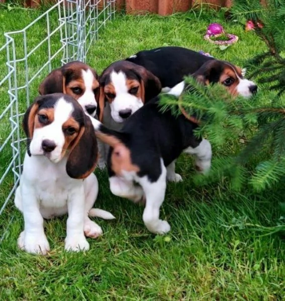 Adotta un cucciolo di beagle whAtsapp (0039 353 317 4023 ) | Foto 0