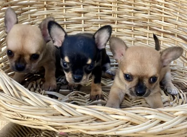 Adotta un cucciolo di chihuahua whAtsapp (0039 353 317 4023) | Foto 0