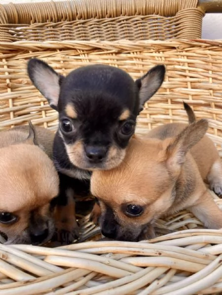 Regalo cuccioli di chihuahua whAtsapp ( 0039 353 317 4023 ) | Foto 2