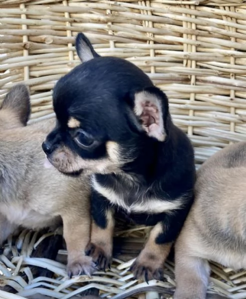 Regalo cuccioli di chihuahua whAtsapp ( 0039 353 317 4023 ) | Foto 0