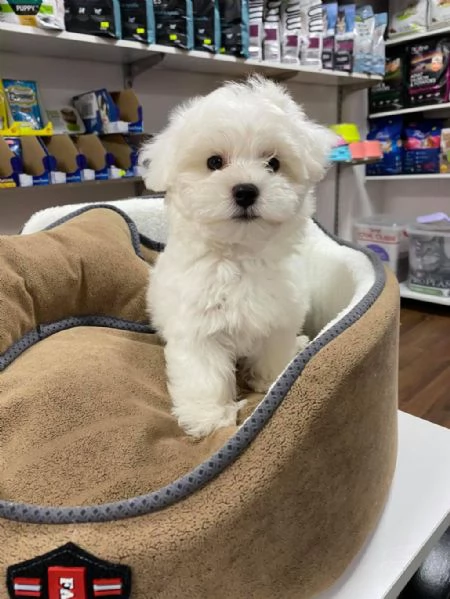 Regalo cuccioli maltesi whAtsapp (0039 353 317 4023) | Foto 0
