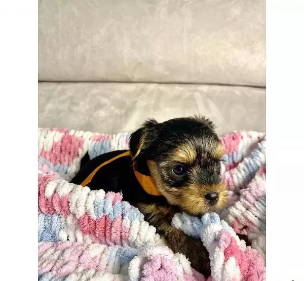 Regalo cuccioli di yorkie whAtsapp ( 0039 353 317 4023 ) | Foto 0