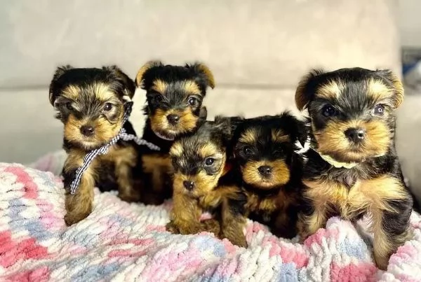 Regalo cuccioli di yorkie whAtsapp ( 0039 353 317 4023 )