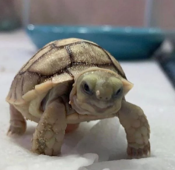 Adorabili tartarughe speronate africane in adozione