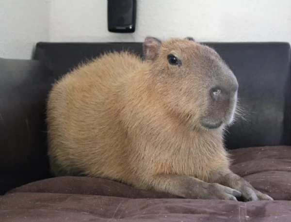 Adorabili capibara adozione
