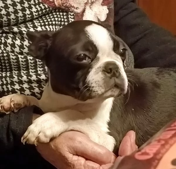 Boston cuccioli | Foto 1