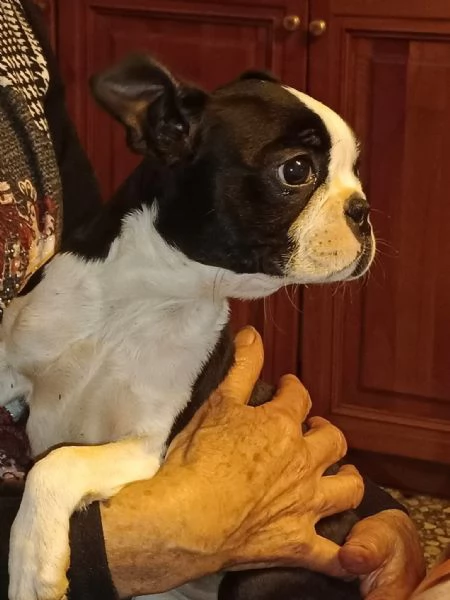 Boston cuccioli | Foto 0