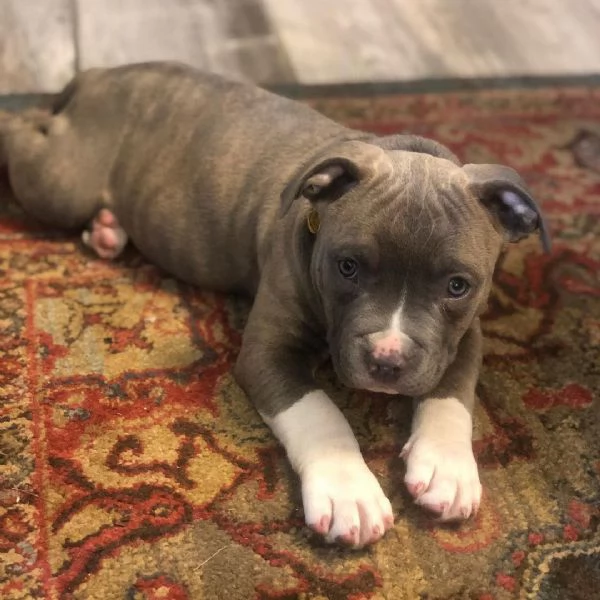 Cuccioli di Pitbull con pedigree ENCI di due mesi | Foto 1