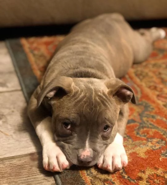 Cuccioli di Pitbull con pedigree ENCI di due mesi | Foto 0