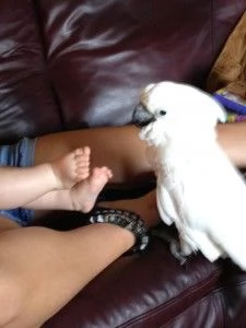 Bellissimi pappagalli e uova di pappagallo fertili | Foto 0