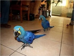 Bellissimi pappagalli e uova di pappagallo fertili | Foto 1