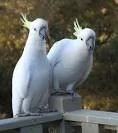 Bellissimi pappagalli e uova di pappagallo fertili | Foto 0