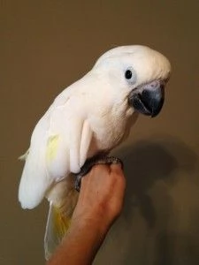 Bellissimi pappagalli e uova di pappagallo fertili