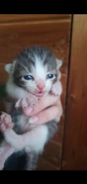 Vendita Splendidi e colorati cuccioli di gatto europeo e certosino | Foto 1