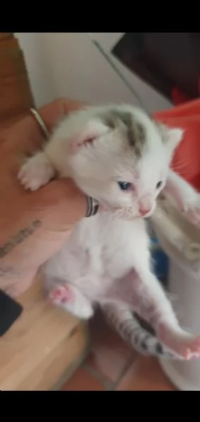 Vendita Splendidi e colorati cuccioli di gatto europeo e certosino