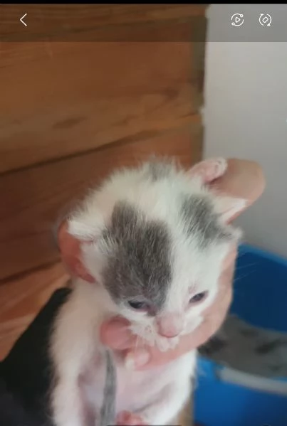 Vendita Splendidi e colorati cuccioli di gatto europeo e certosino | Foto 0
