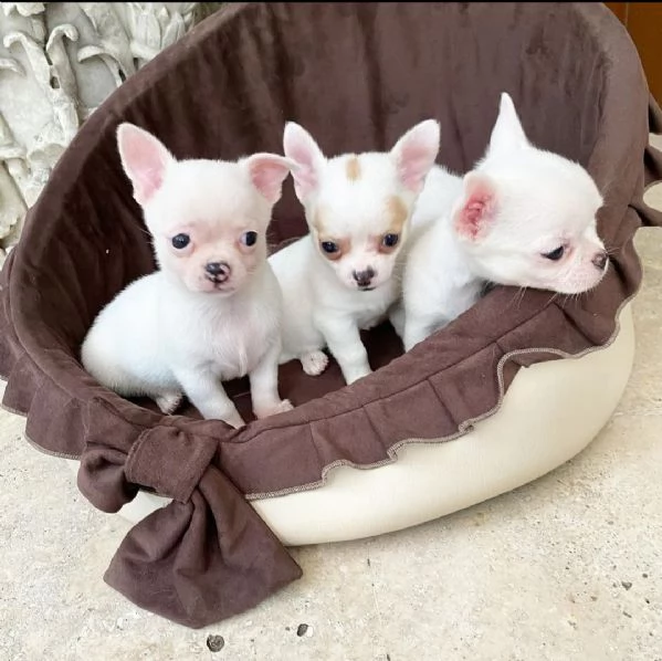 Chihuahua maschio e femmina disponibili per voi