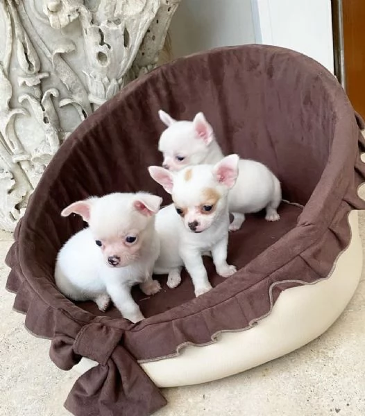 Chihuahua maschio e femmina disponibili per voi | Foto 0