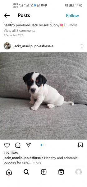 Disponibile Jack russel maschio e femmina  | Foto 0