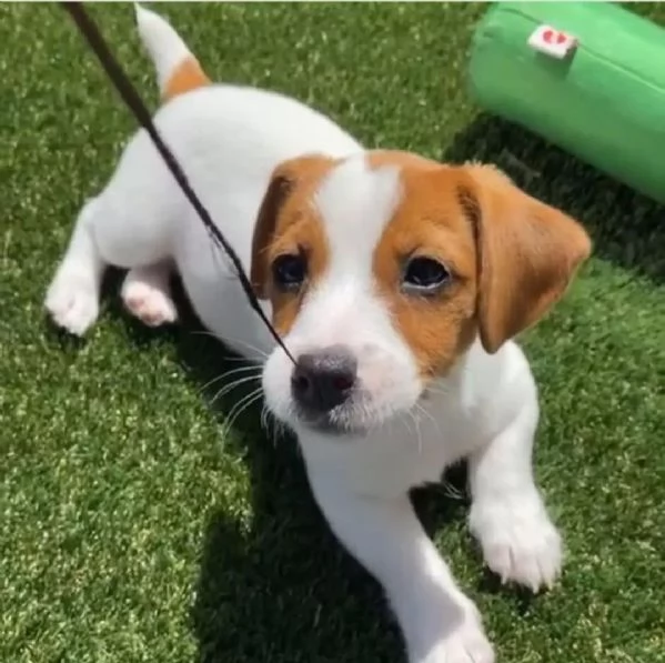 Disponibile Jack russel maschio e femmina 