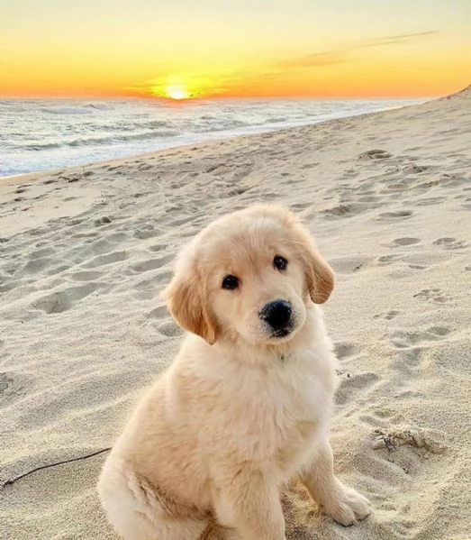  REGALO GOLDEN RETRIEVER | Foto 0