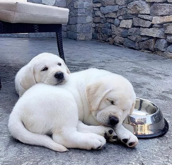 REGALÒ LABRADO DISPONIBILE MASCHIO E FEMMINA  | Foto 0