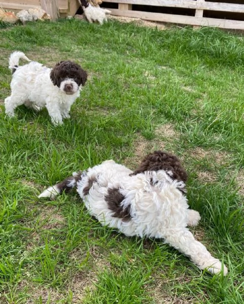 LAGOTTO ROMAGNOLO DISPONIBILE MASCHIO E FEMMINA 