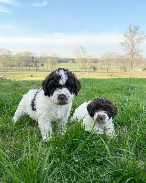LAGOTTO ROMAGNOLO DISPONIBILE MASCHIO E FEMMINA  | Foto 0