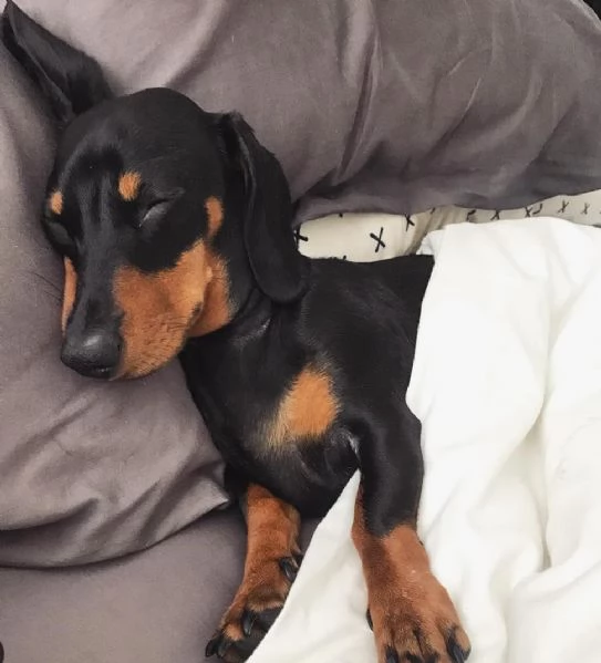 REGALÒ BASSOTTO DISPONIBILE MASCHIO E FEMMINA…. | Foto 0