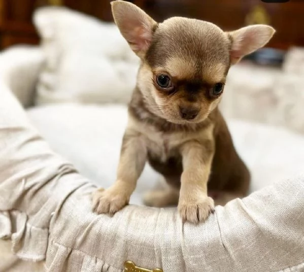 Chihuahua maschio e femmina disponibile 