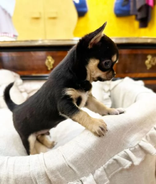 Chihuahua maschio e femmina disponibile  | Foto 0