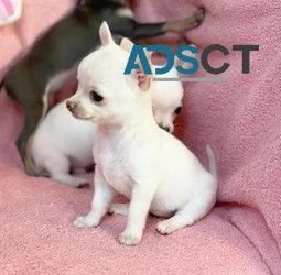 Cuccioli di chihuahua T-cup in vendita.