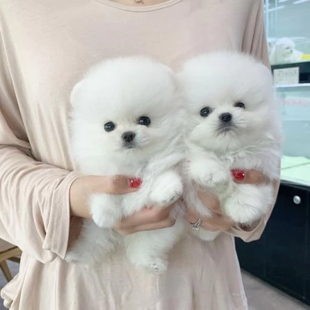 Cucciolo di Pomerania ragazza/ragazzo