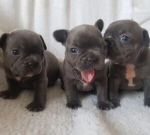 Vendo cuccioli di bulldog francese blu.
