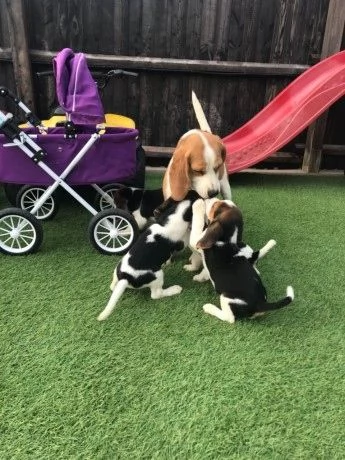Cuccioli di Beagle pronti per la loro nuova casa. | Foto 1