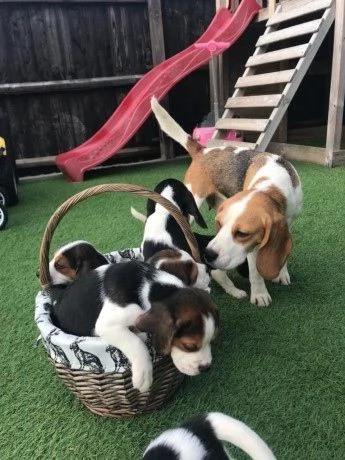 Cuccioli di Beagle pronti per la loro nuova casa. | Foto 0
