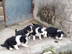 Bellissimi cuccioli di border collie