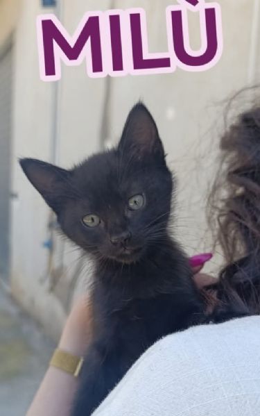 Gattine di due mesi dolcissime | Foto 3