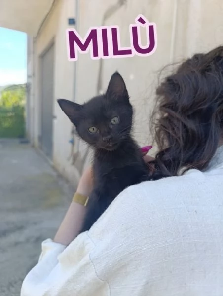 Gattine di due mesi dolcissime | Foto 2