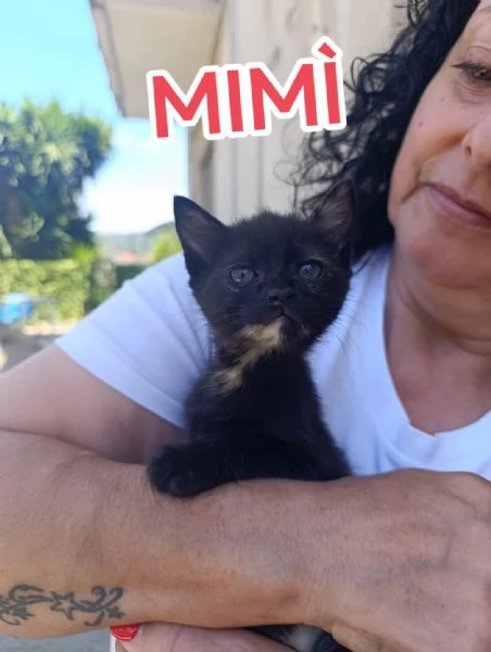 Gattine di due mesi dolcissime | Foto 1