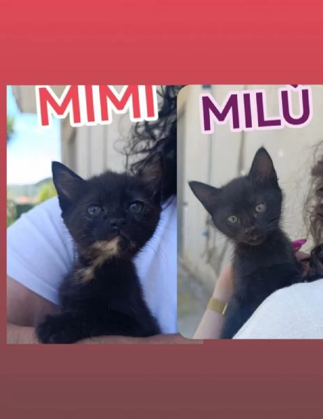 Gattine di due mesi dolcissime | Foto 0