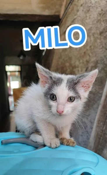 Gattino di due mesi amore